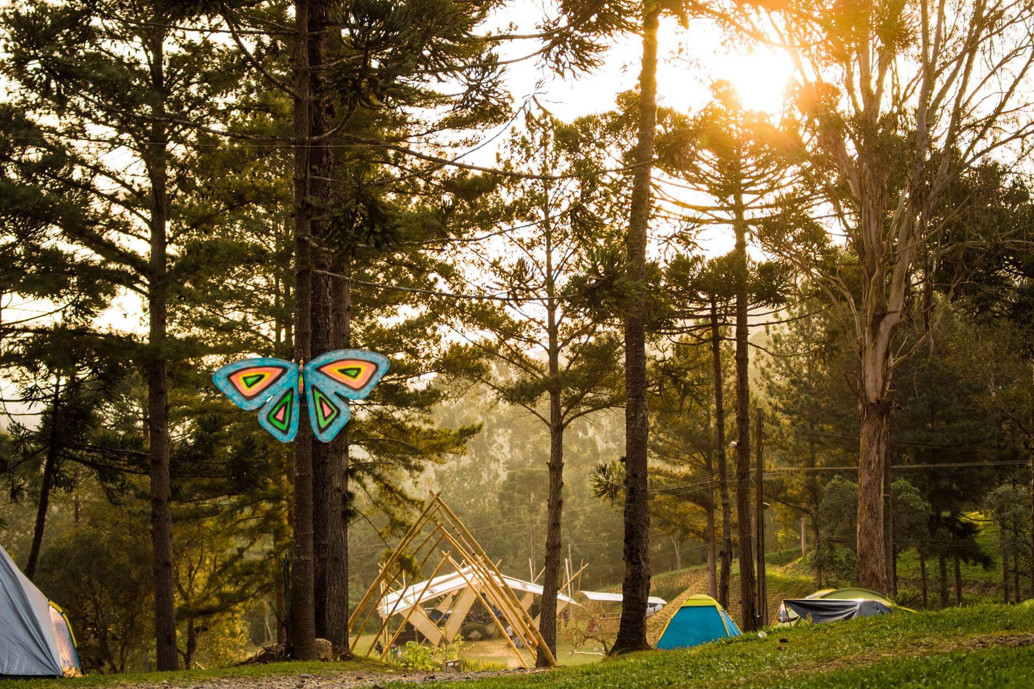 >Araucárias na <em>Vila das Borboletas</em> | Fotos: <a href=