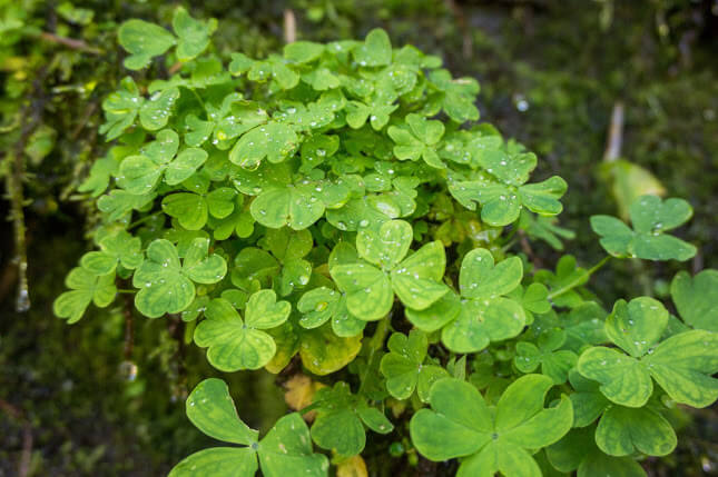 ><strong><br />
* *   Confira o <a href=