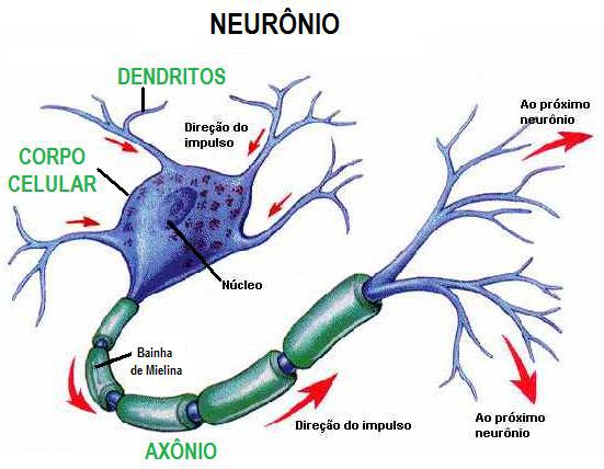 ><em>Anatomia básica de um neurônio.</em></p><p>Quando a terminação do axônio de um <strong>neurônio</strong> estabelece ligações com as dendrites ou corpo celular de um outro<strong> neurônio</strong>, ou com <strong>células efetuadoras</strong> (células musculares/placas motoras e células glandulares), as membranas modificam-se e formam uma <strong>sinapse</strong>. A<strong> sinapse</strong> é o nome dado a esse ponto de encontro, um espaço ou junção especializado onde há transmissão dos <a href=