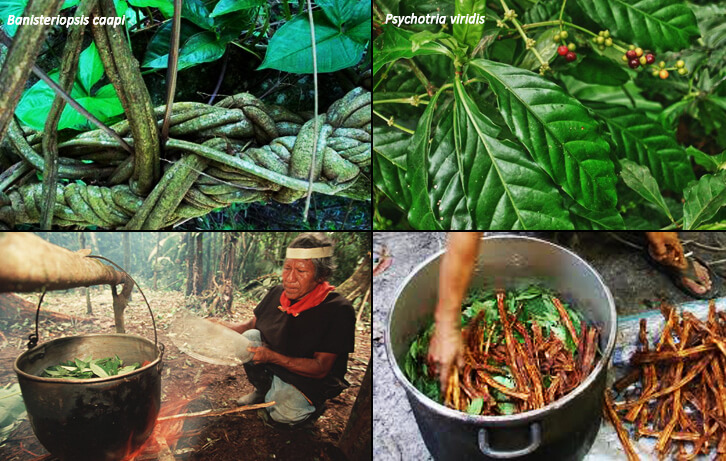 ></p><h3> </h3><h3>Uma breve olhada ao <strong>sistema nervoso </strong></h3><p>Para compreender como funciona a <strong>ayahuasca</strong> no nosso corpo, é importante repassar alguns conceitos básicos sobre o <strong>sistema nervoso</strong>.</p><p>A unidade estrutural do <strong>sistema nervoso </strong>é o <strong>neurônio, </strong>um tipo de célula altamente estimulável que processa e transmite informação através de <strong>sinais eletro-químicos</strong>. Tipicamente, o <strong>neurônio</strong> possui o corpo celular e dois tipos de prolongamentos citoplasmáticos, as <strong>dendrites</strong> e os <strong>axônios</strong>. </p><p style=