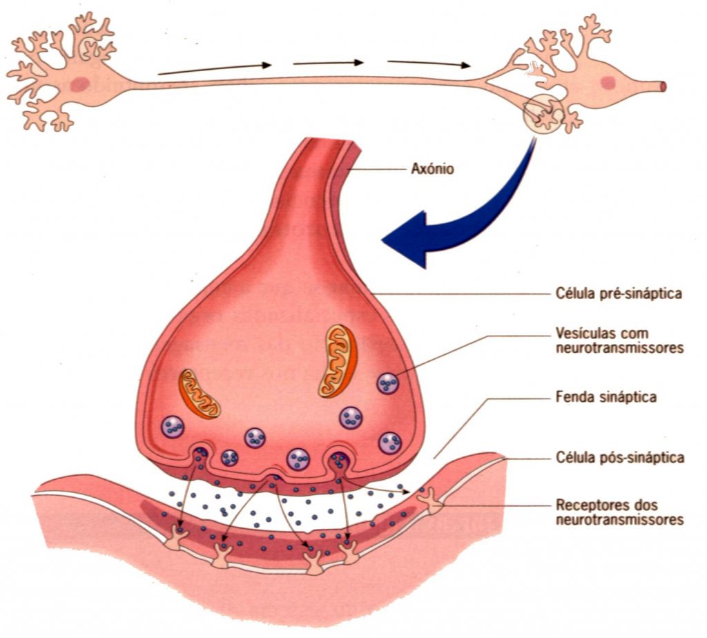 ><em>Sinapse química.</em></p><p>Existem dois tipos de <strong>sinapse</strong>: a <strong>sinapse elétrica</strong> e a <strong>química.</strong> </p><p>As <strong>sinapses químicas</strong> podem ser excitatórias ou inibitórias e são caracterizadas por um <b>membrana pre-sináptica </b>(onde estão presentes as vesículas que contem os <strong>neurotransmissores</strong>) “em contato” com um <b>membrana pós<span style=