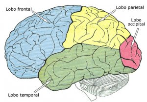 ><em>Lobo parietal do cérebro humano.</em></p><p>A partir de um estudo com <strong>ressonâncias magnéticas funcionais</strong> (ou seja, observando a estrutura e função do cérebro), se evidenciou que 24 h após o consumo da <strong>ayahuasca</strong> há uma diminuição na atividade da <strong>área medial </strong>do<strong> lobo parietal</strong>, que está diretamente associada ao que seria a <strong>percepção íntima </strong>de<strong> você mesmo</strong>. No <strong>cérebro deprimido</strong>, esta área está em estado de <strong>hiperatividade</strong>,<strong> </strong>se<strong> </strong>relacionando diretamente com <strong>pensamentos</strong> do tipo <strong>obsessivo</strong> e<strong> “negativo”</strong>.</p><p>Nas duas últimas décadas, as avaliações da saúde mental dos consumidores regulares de <strong>ayahuasca</strong> demonstraram <strong>função cognitiva preservada</strong>, <strong>aumento </strong>do<strong> bem-estar</strong>, <strong>redução </strong>da<strong> ansiedade</strong> e <strong>sintomas depressivos</strong> quando comparados aos consumidores <strong>não-ayahuasqueiros </strong>(Palhano-Fontes<em> et al.</em>, 2017).</p><p>Além disso, um estudo recente mostrou que uma dose única de <strong>ayahuasca</strong> melhorou as capacidades relacionadas à <strong>atenção</strong> e <strong>concentração plena</strong>, o que poderia ajudar a entender mais sobre os efeitos <strong>antidepressivos</strong> da<strong> ayahuasca</strong>, uma vez que as práticas de <strong>meditação</strong> também têm sido relacionadas com efeitos <strong>antidepressivos </strong>(Segal <em>et al</em>., 2010).</p><p style=